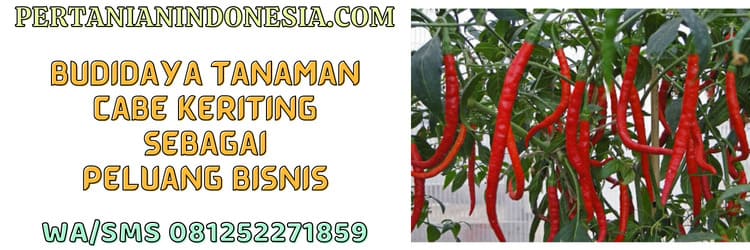 budidaya,tanaman,budidaya tanaman,cabe,cabe keriting,cabe merah keriting